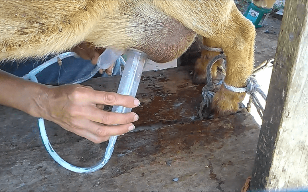The Old Faithful Milking Machine Customer Review Video