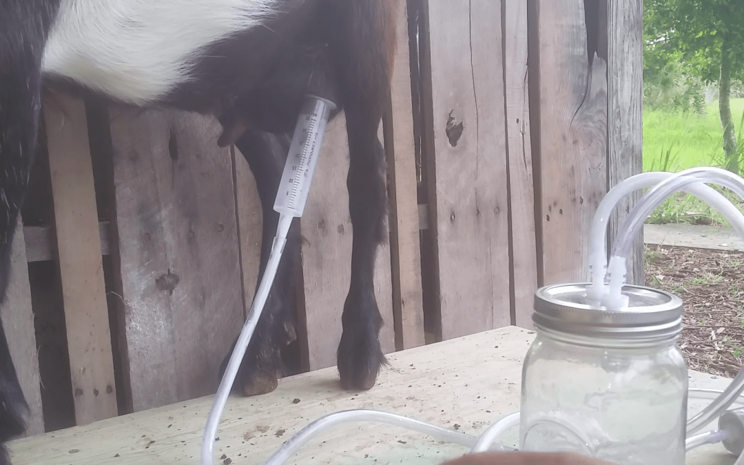 The Off Grid Pro Milking a Mini Nubian with the Dansha Farms™ Milker Customer Review Video